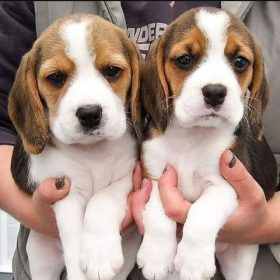 beagles for sale beagles for sale