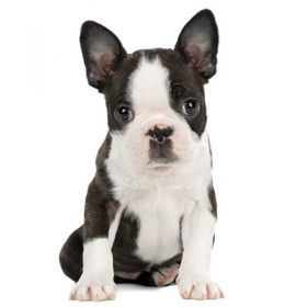boston terrier puppies near me boston terrier puppies near me