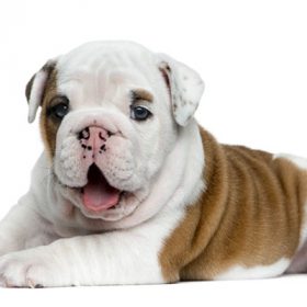 english bulldog for sale english bulldog for sale