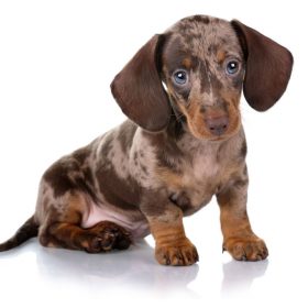 dachshund puppies for sale dachshund puppies for sale