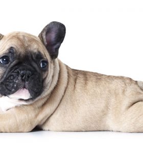 french bulldog puppies near me french bulldog puppies near me