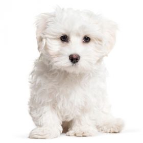 Maltese puppies for sale Maltese puppies for sale