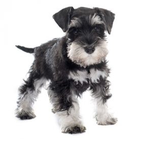 miniature schnauzer puppies $400 miniature schnauzer puppies $400