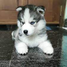 husky puppies for sale husky puppies for sale