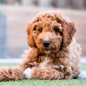 mini goldendoodles for sale near me