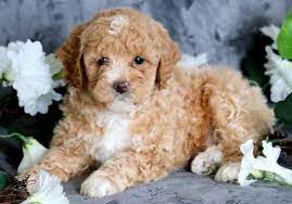 Toy poodles for sale