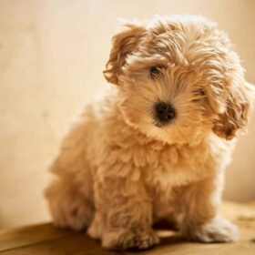 maltipoo puppies for sale