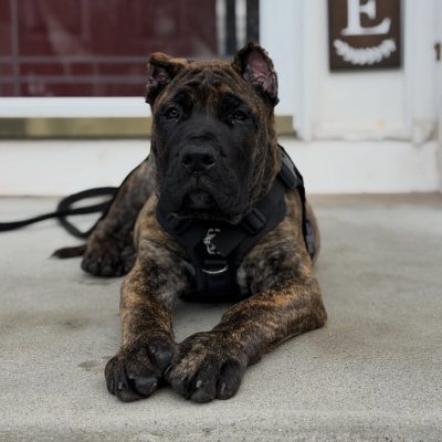 dog breeder near me